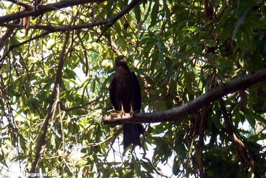 Black kite (Milvus migrans) perched in tree(Manambolo)