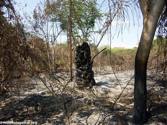 Burned palm stump  (Manambolo)