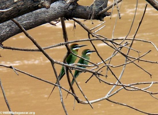 Madagascar bee-eaters (Merops superciliosus)(Manambolo)