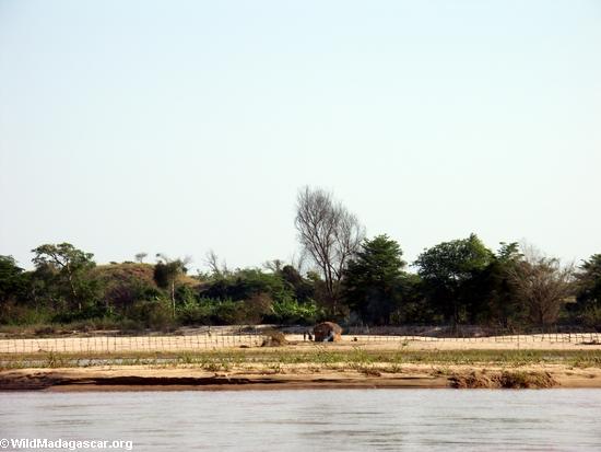 manambolo川沿いの中州でサカラヴァ族の小屋