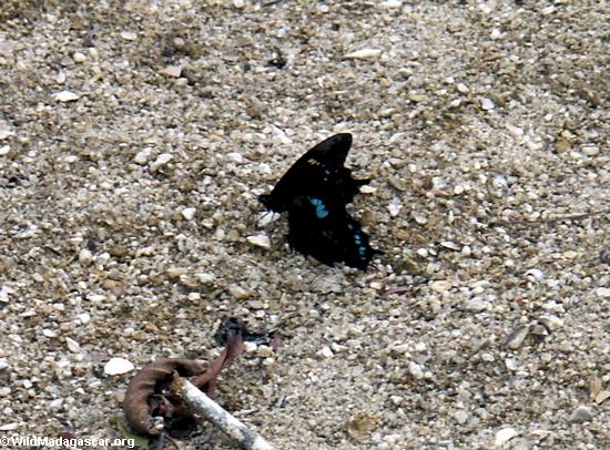 Teal and black butterflies