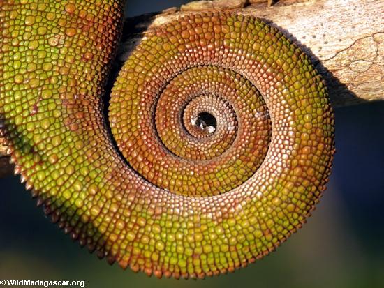 Panther chameleon's prehensile tail(Maroantsetra)