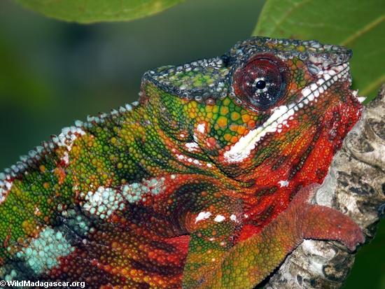 Furcifer pardalis chameleon