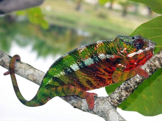 Pardalis chameleon near Maroantsetra(Maroantsetra)