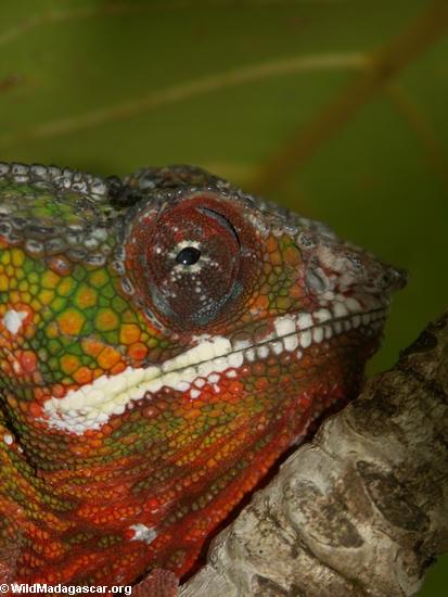 Chameleon dos pardalis de Furcifer perto de Maroantsetra (cabeça próxima disparada)