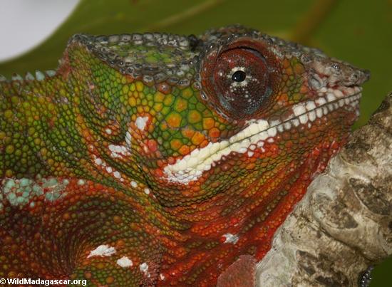 Chameleon dos pardalis de Furcifer em Maroantsetra (cabeça disparada)