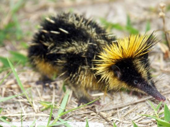 hemicentetes semispinosus tenrec