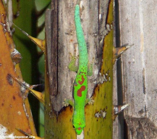 Phelsuma gecko near Maroantsetra