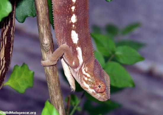 Young Panther chameleon(Maroantsetra)