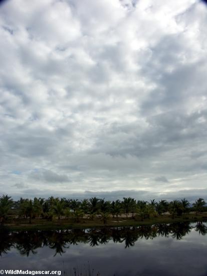 Árvores de palma na lagoa perto de Maroantsetra