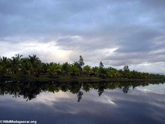 пальмовое облицовка канала на закате возле Маруанцентре