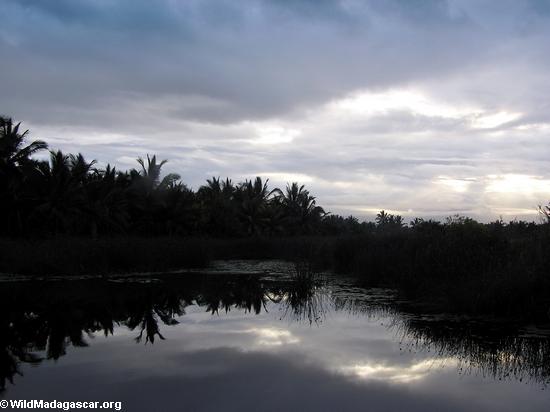 Palme-gezeichneter Kanal am Sonnenuntergang