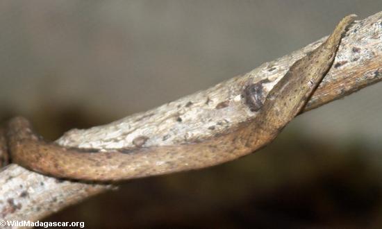 Langaha madagascariensis (female) snake(Masoala NP)