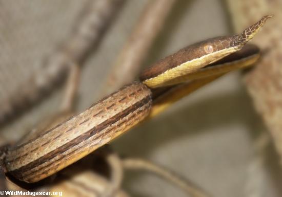 Langaha madagascariensis (male) snake (Masoala NP)
