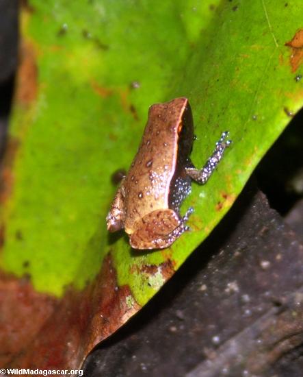 Plethodontohyla inguinalis frog(Masoala NP)