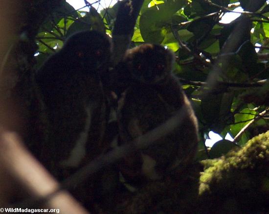 Avahi laniger lemurs (Masoala NP)