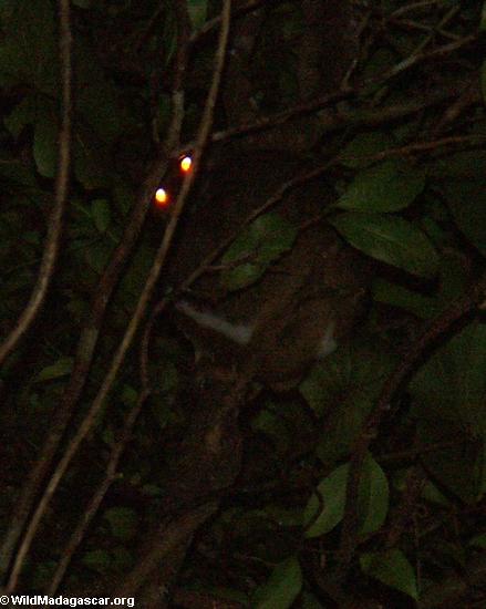 Pair of Woolley lemurs (Avahi laniger)(Masoala NP)