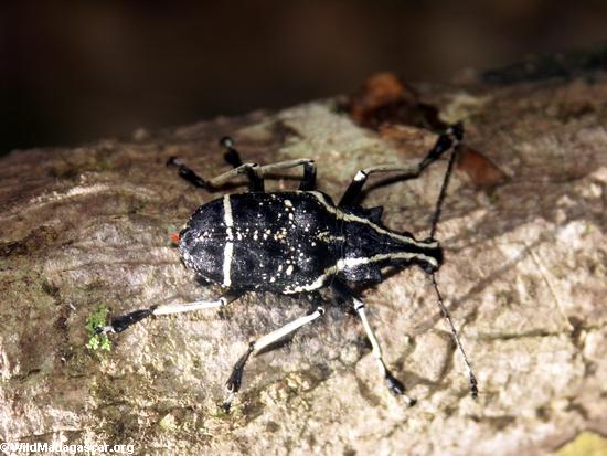 Masoala peninsula beetle(Masoala NP)