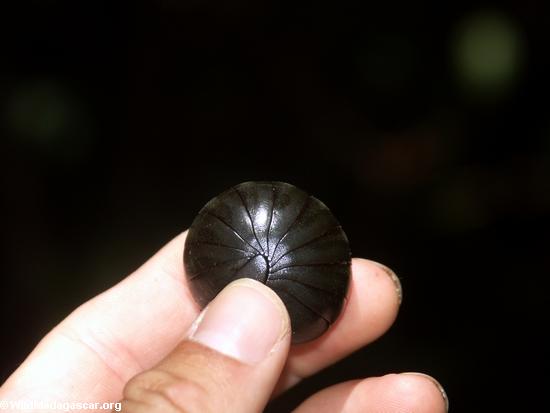 Black pill millipede