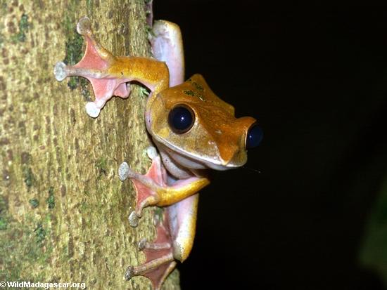 Boophis madagascariensis frog, Masoala National Park (Masoala NP)
