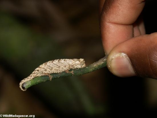 Chameleon do peyrierasi de Brookesia no galho