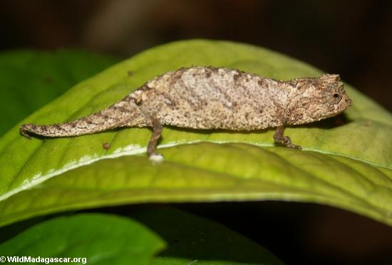 Caméléon de peyrierasi de Brookesia sur la feuille