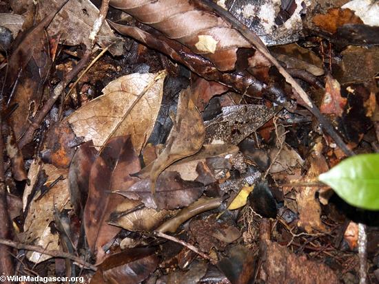 Brookesia superciliaris playing dead 