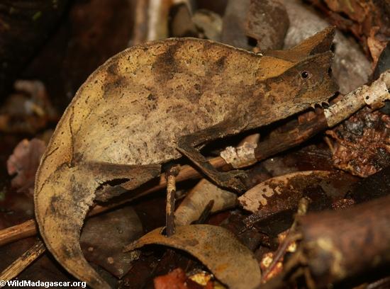 Brookesia superciliaris chameleon in leaf litter