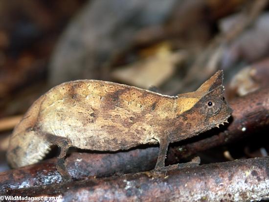 Brookesia superciliaris chameleon; Masoala NP