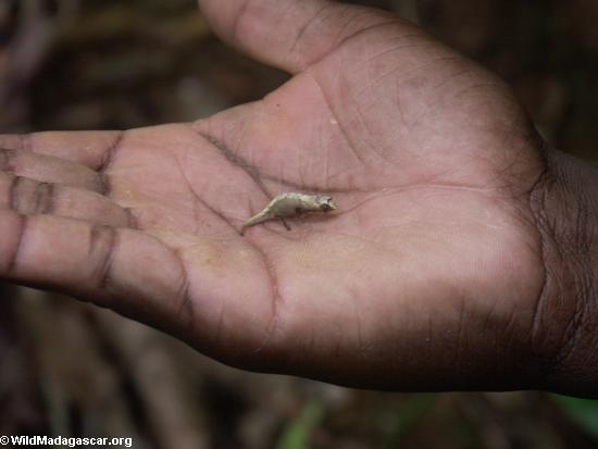 手にしカメレオンbrookesia peyrierasi