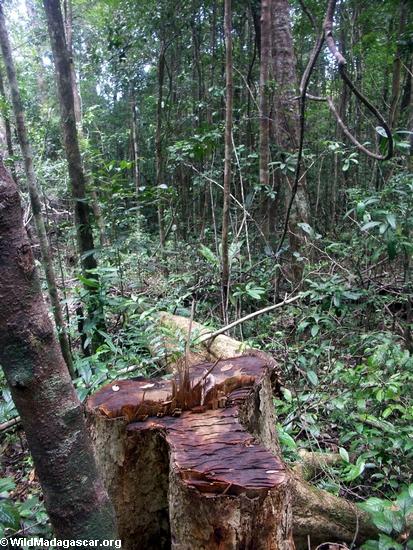 Tree felled (illegal logging) in Masoala National Park, Madagascar(Masoala NP)