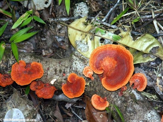 Red-orange fungi in Masoala NP(Masoala NP)