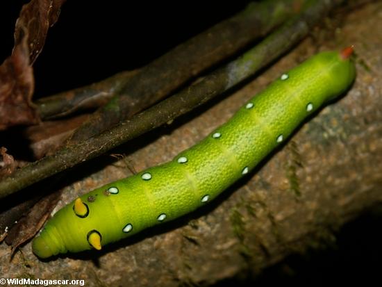 Green caterpillar Rhagastis lambertoni, Sphingidae family (Masoala NP)