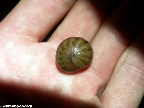 Green pill millipede rolled in palm of hand
