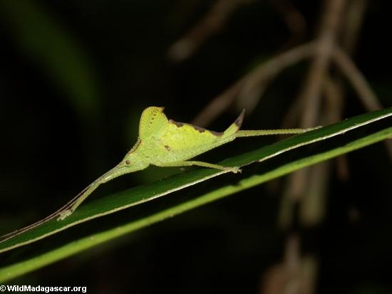 Insect resembling a partially chewed leaf (Masoala NP)