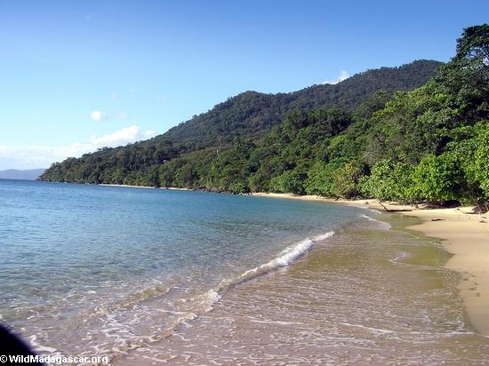 Beach along Antongil Bay (Masoala NP)