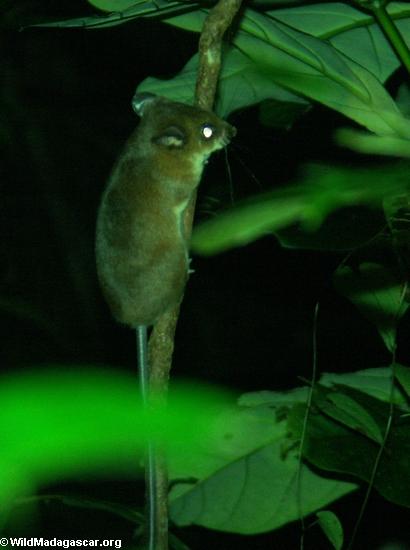 red forest rat(Masoala NP)