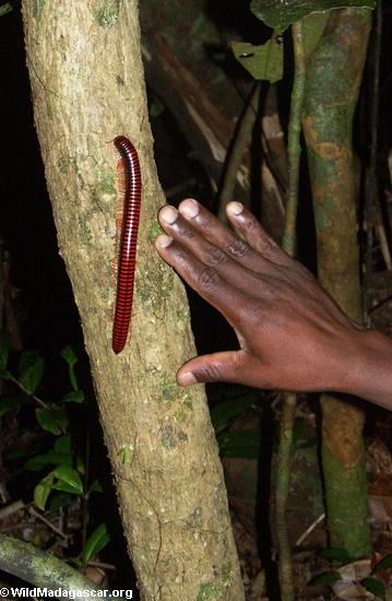Red millipede compared with size of hand(Masoala NP)