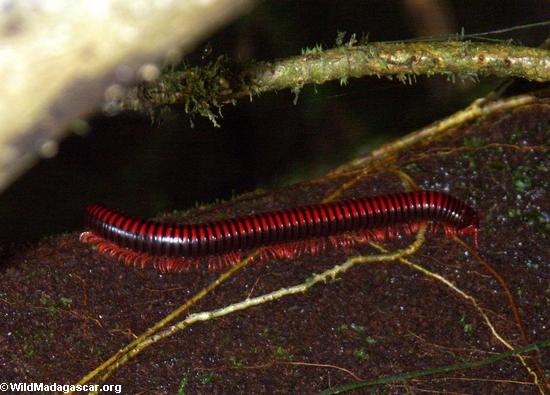 Red millipede on log(Masoala NP)