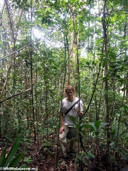 レットmasoalaの熱帯雨林