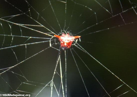 Gasteracanthinae spider-maybe Madacantha nossibeana (Masoala NP)