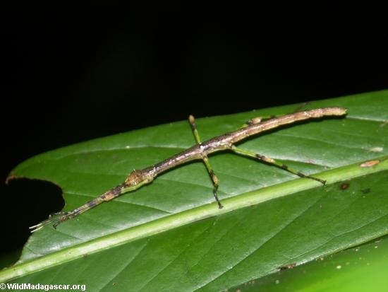 Nocturnal stick insect(Masoala NP)