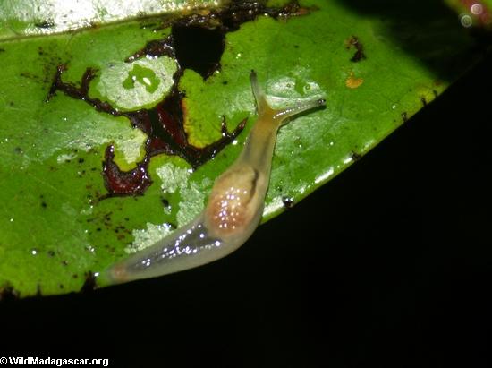 Translucent rainforest slug (Masoala NP)