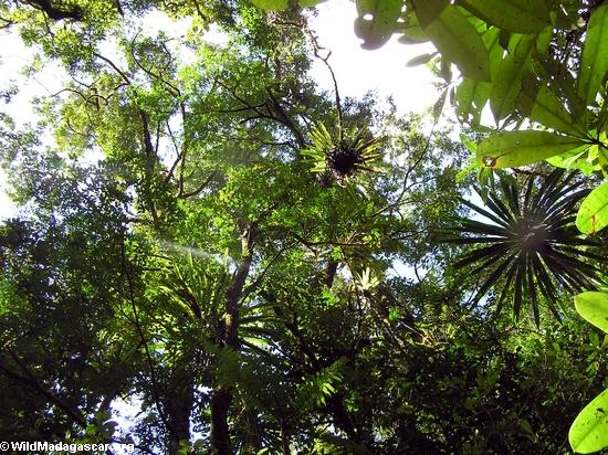 シダの木とmasoala熱帯雨林のbromeliads