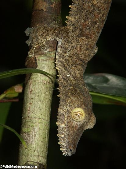 Uroplatus fimbriatus auf Baumstamm