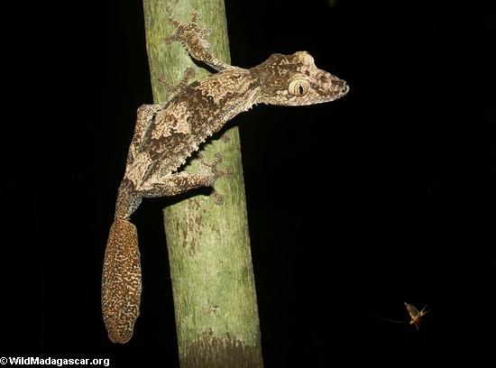 Uroplatus fimbriatus with flying insect