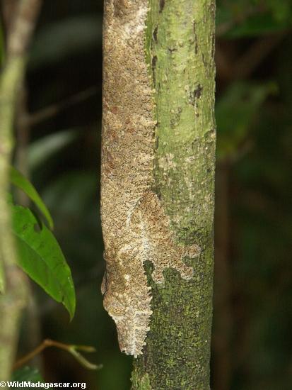 Uroplatus fimbriatus on trunk