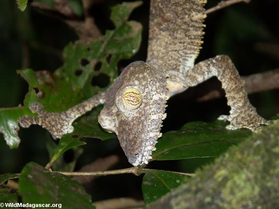 Uroplatus gecko in Madagascar.