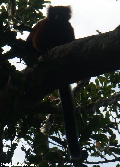 Varecia variegata rubra lemur