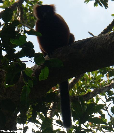 Varecia variegata rubra (rotes getrumpftes lemur)
